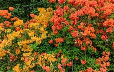 DJI_20260602132607_0654_D