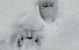 c2ae000e-ba71-4a3a-8a9b-48e22c2f704c