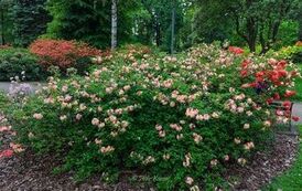 DJI_20260602131944_0627_D