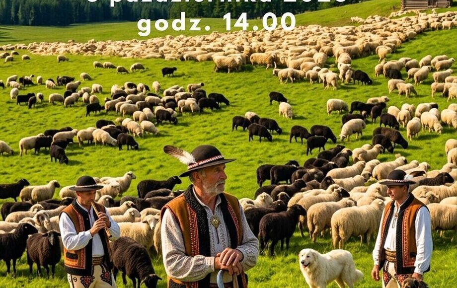 Zdjęcie do Owce przejdą ulicami Rabki-Zdroju! Jesienny Redyk Rodzinny już...