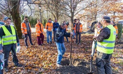 Zdjęcie do Śliwy ozdobne posadzone przy amfiteatrze. W Rabce-Zdroju trwa szeroki program nasadzeń rekompensacyjnych