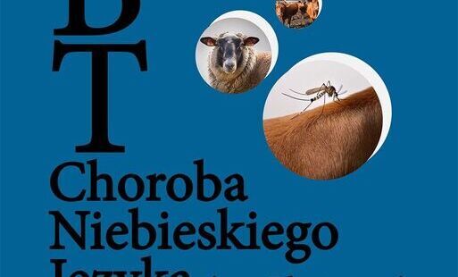 Zdjęcie do Choroba niebieskiego języka - ważne informacje dla hodowc&oacute;w. Apel o czujność i profilaktykę