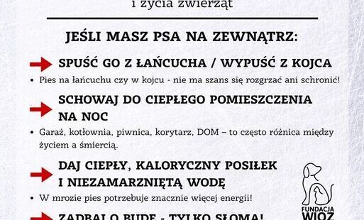 Zdjęcie do Mr&oacute;z zabija. Apel do właścicieli ps&oacute;w o odpowiedzialność