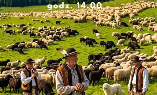 Zdjęcie do Owce przejdą ulicami Rabki-Zdroju! Jesienny Redyk Rodzinny już 3 października
